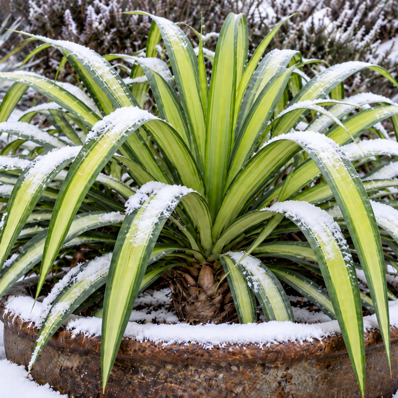 Obrázok Juka previsnutá (Yucca recurvifolia) ´BANANA SPLIT´ - výška 10-20 cm, kont. C2L (-20°C)